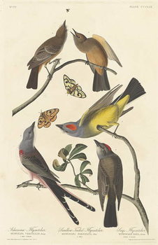 Obraz na plátně Arkansaw Flycatcher, Swallow-tailed Flycatcher and Says Flycatcher