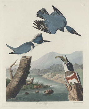 Obraz na plátně Belted Kingsfisher, 1830