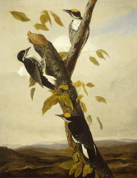 Obraz na plátně Black-Backed Three-Toed Woodpecker, 1831-3