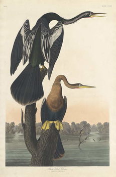 Obraz na plátně Black-bellied Darter, 1836