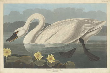 Obraz na plátně Common American Swan, 1838