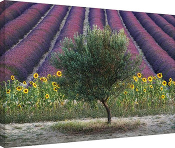 Obraz na plátně David Clapp - Olive Tree in Provence, France