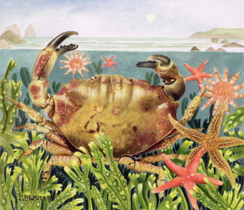 Obraz na plátně Furrowed Crab with Starfish Underwater, 1997