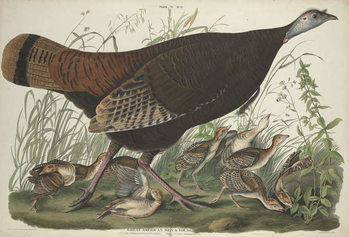 Obraz na plátně Great American Hen and Young, 1827