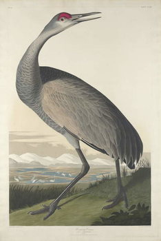 Obraz na plátně Hooping Crane, 1835