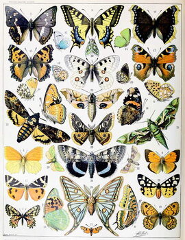 Obraz na plátně Illustration of  Butterflies and Moths c.1923