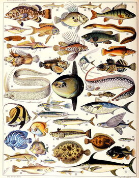 Obraz na plátně Illustration of Marine Fish c.1923