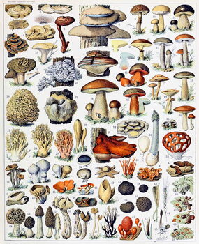 Obraz na plátně Illustration of  Mushrooms  c.1923