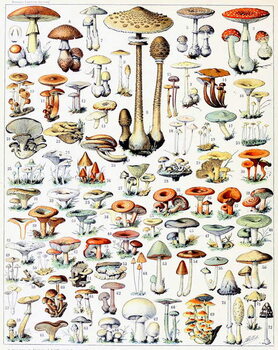 Obraz na plátně Illustration of Mushrooms  c.1923