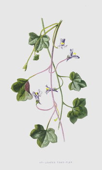 Obraz na plátně Ivy-Leaved Toad-Flax