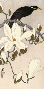 Obraz na plátně Ohara Koson - Myna on Magnolia Branch