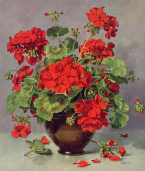 Obraz na plátně PB/273 Geranium in an Earthenware Vase