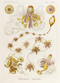 Obraz na plátně Plate 7 Epibulia Siphonophorae