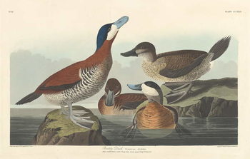 Obraz na plátně Ruddy duck, 1836