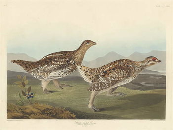 Obraz na plátně Sharp-tailed Grous, 1837