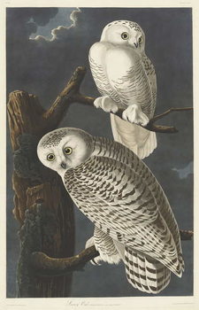 Obraz na plátně Snowy Owl, 1831