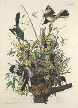 Obraz na plátně The Mocking Bird, 1827