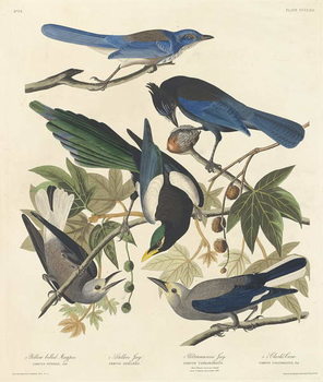 Obraz na plátně Yellow-billed Magpie, Stellers Jay, Ultramarine Jay and Clark's Crow