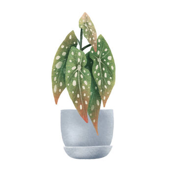 Obraz na plátně Begonia Maculata, dots. Houseplant in pot.