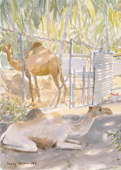 Obraz na plátně Camels at Rest, Salala (Oman) 1992