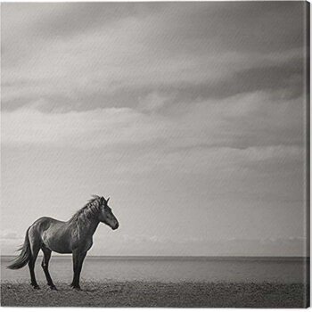 Obraz na plátně Carys Jones - Contemplation