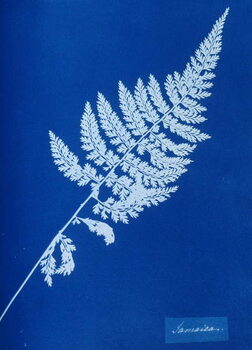 Obraz na plátně Cyanotype of British fern, 1853