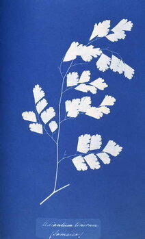 Obraz na plátně Cyanotype of British fern, 1853