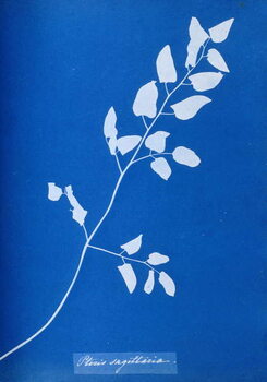Obraz na plátně Cyanotype of Pteris sagittaria, 1853