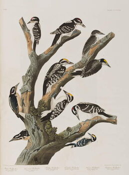 Obraz na plátně Illustration from 'Birds of America', 1827-38