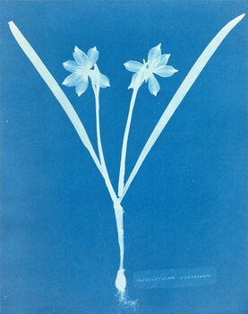 Obraz na plátně Leucojam Varium by Anna Atkins, 1854
