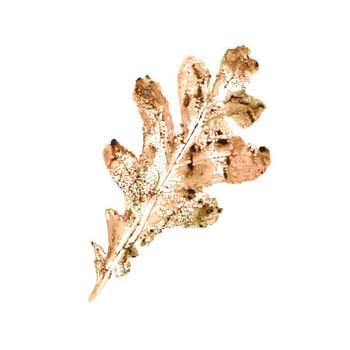 Obraz na plátně Oak leaf