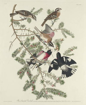 Obraz na plátně Rose-breasted Grosbeak, 1832