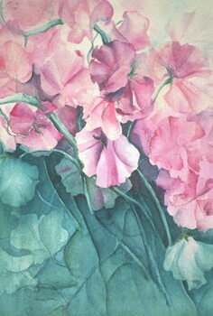 Obraz na plátně Sweet Peas, Pink Pride