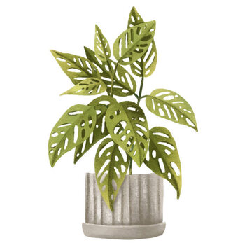 Obraz na plátně Tropical Monstera monkey, adansonii.Houseplant in pot.