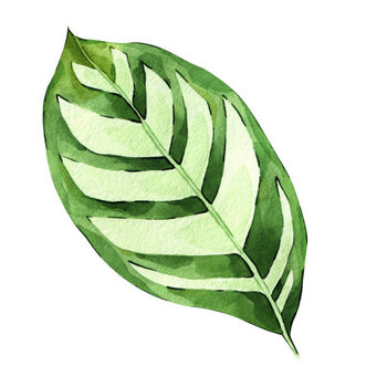 Obraz na plátně Watercolor hand painted green tropical leaves,