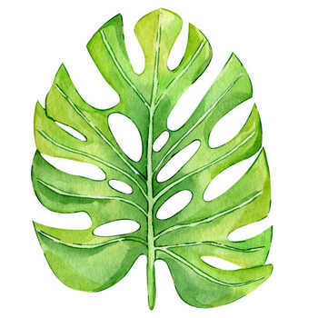Obraz na plátně Watercolor hand painted green tropical leaves,