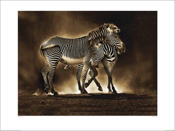 Obrazová reprodukce Marina Cano - Zebra Grevys