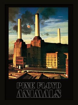 Pink Floyd - Animals oprawiony plakat