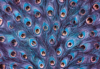 Ταπετσαρία τοιχογραφία  Peacock Feathers Blue And Purple