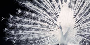 Innrammet plakat Peacock - Tim Flach