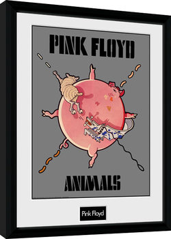 Ingelijste poster Pink Floyd - Animals