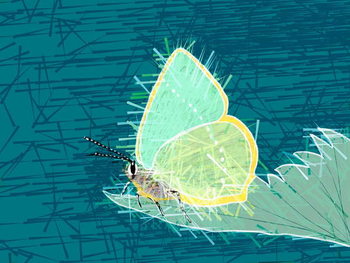 Cuadros en Lienzo Beautiful Butterfly, 2019,