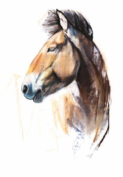 Cuadros en Lienzo Desert Spirit (Przewalski), 2013,