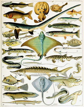 Cuadros en Lienzo Illustration of Fish c.1923