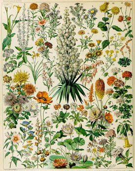 Cuadros en Lienzo Illustration of flowering plants c.1923