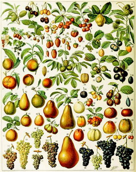 Cuadros en Lienzo Illustration of fruit c.1923