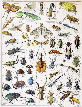 Cuadros en Lienzo Illustration of Insects c.1923