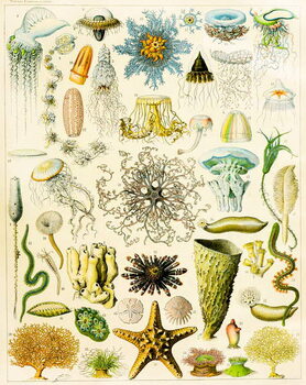 Cuadros en Lienzo Illustration of Marine organisms c.1923