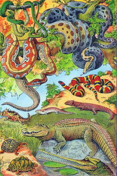 Cuadros en Lienzo Illustration of Reptiles c.1923