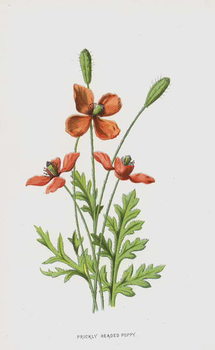 Cuadros en Lienzo Prickly Headed Poppy